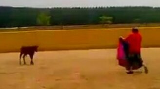 Молодой бычок, да удалой - смотреть видео (0:23)