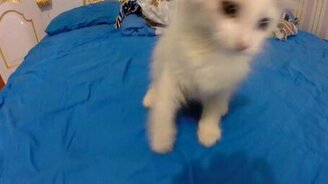 Белый ушастый котёнок - смотреть видео (0:49)