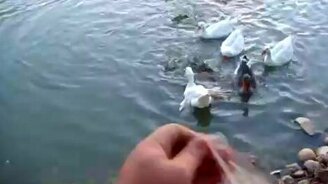 Рыба объедает гусей - смотреть видео (0:49)