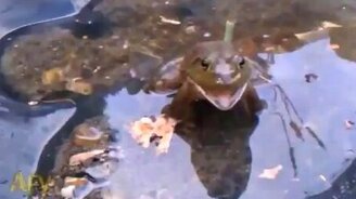 Лягушка с противоугонкой - смотреть видео (0:32)