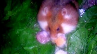 Дикий хомяк есть шашлык - смотреть видео (3:10)