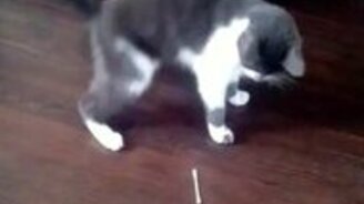 Котособака по имени Грей - смотреть видео (1:57)