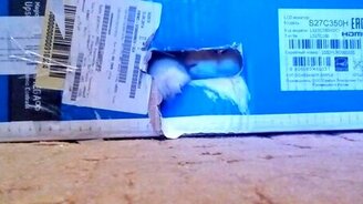 Настоящий серый кардинал - смотреть видео (0:50)