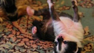 Котёнок, воспитанный собакой - смотреть видео (2:26)