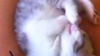 Милый котёнок на женских ногах - смотреть видео (0:47)