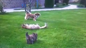 Котёнок вступился за мамку - смотреть видео (2:03)