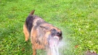 Овчарка борется со струёй - смотреть видео (0:18)