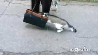 Прогулка впервые - это страшно! - смотреть видео (0:40)