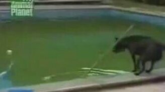 Сообразительная собака в бассейне - смотреть видео (0:40)