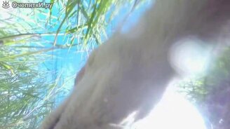 Лиса чуть не съела камеру - смотреть видео (1:05)