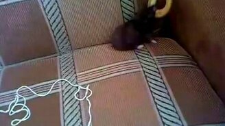 Бедный хомяк и бублик - смотреть видео (2:29)