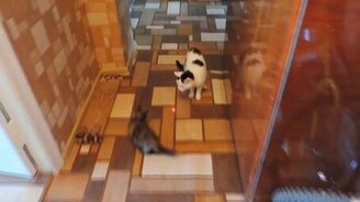 Кошка и котёнок против лазера - смотреть видео (0:47)