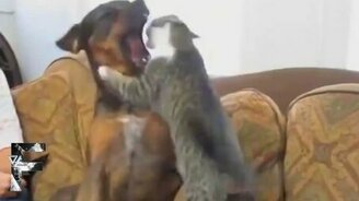 Кошки против собак: весёлый сборник - смотреть видео (4:29)