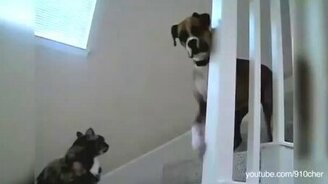 Пёс, ты не пройдёшь! - смотреть видео (3:14)