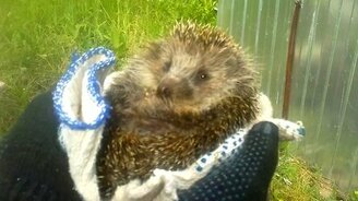 Симпатичный ёжик кушает - смотреть видео (1:29)