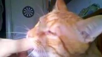 У кота проснулся детский инстинкт - смотреть видео (0:41)