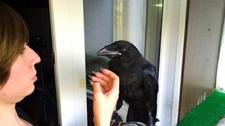 Девушка кормит ворона - смотреть видео (2:25)