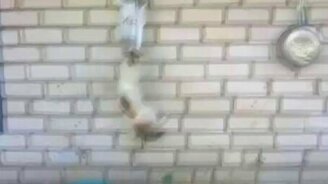 Урвала себе рыбки - смотреть видео (0:34)