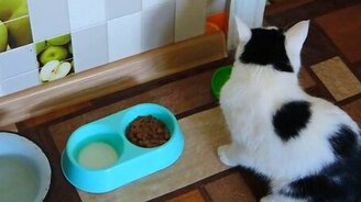 Кошка, которая ест руками - смотреть видео (1:00)