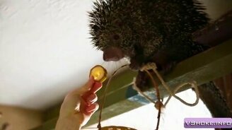 Говорливый дикобразик - смотреть видео (3:51)