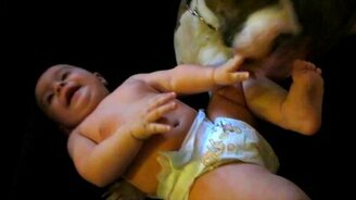 Пёс щекочет ребёнка - смотреть видео (0:44)