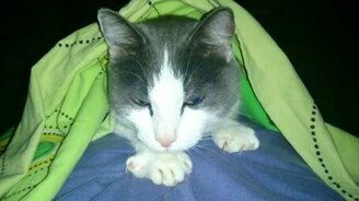 Слюнообильная кошка - смотреть видео (0:20)