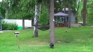 Кошка охотится на белочку - смотреть видео (0:20)