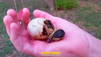 Утёнок, который только что вылупился - смотреть видео (0:58)