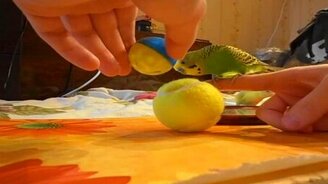 Попугай, погремушка и мячик - смотреть видео (2:06)