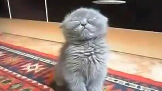 Так я выгляжу рано утром - смотреть видео (2:24)