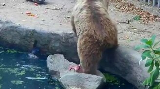 Медведь спас ворону - смотреть видео (2:12)