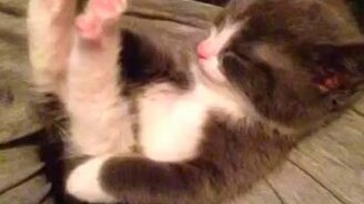 Один из самых милых котят - смотреть видео (0:06)