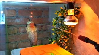 Реакция кобры на струю воды - смотреть видео (0:45)