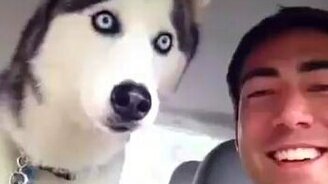 Эмоциональное собачье согласие - смотреть видео (0:07)