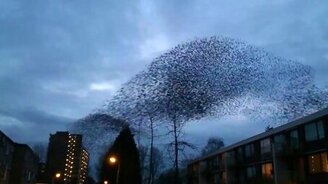 Фантастическое облако птиц - смотреть видео (1:11)