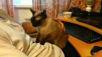 Кошка делает массаж живота - смотреть видео (0:37)