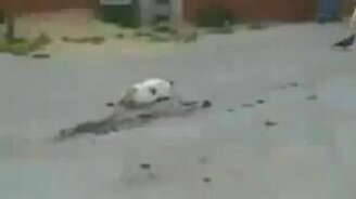 Кот не растерялся - смотреть видео (0:25)