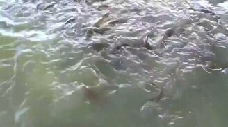 Огромная стая сомиков - смотреть видео (3:37)