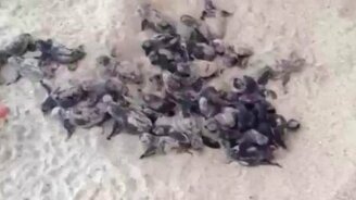 Как рождаются черепашата - смотреть видео (6:56)