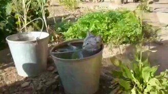 Кошка в ведре с водой - смотреть видео (0:54)