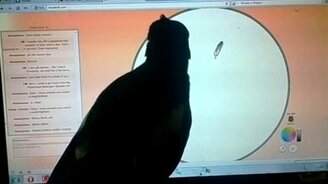 Сорока и курсор - смотреть видео (0:29)