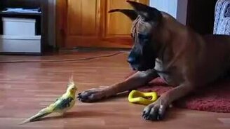 Попугай и немецкий дог - смотреть видео (1:24)