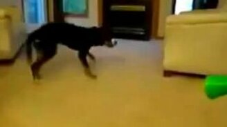 Напугали бедного пса - смотреть видео (0:20)