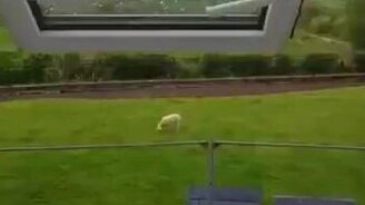 Пообщался с бараном - смотреть видео (0:06)