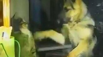 Кот столкнулся с овчаркой - смотреть видео (0:20)