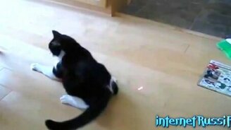 Коты и лазерные светлячки - смотреть видео (3:26)