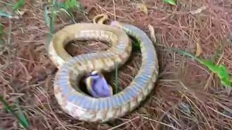 Змея прикинулась мёртвой - смотреть видео (1:15)