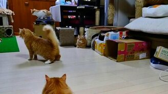 Лазерно-кошачье безумие - смотреть видео (1:47)