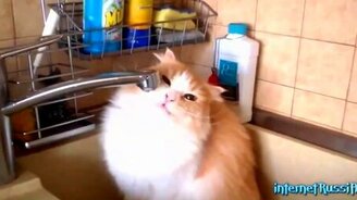 Длинная подборка кошачьих приколов - смотреть видео (22:22)