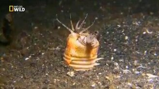 Ужасающий океанский хищник - смотреть видео (2:42)